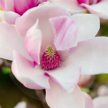 Load image into Gallery viewer, Diffuser - Fresh Magnolia
